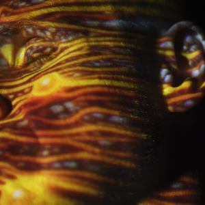 大香蕉视频在线观看
